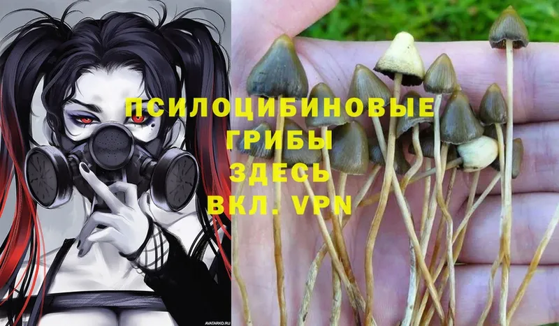 Псилоцибиновые грибы Psilocybe  Луза 